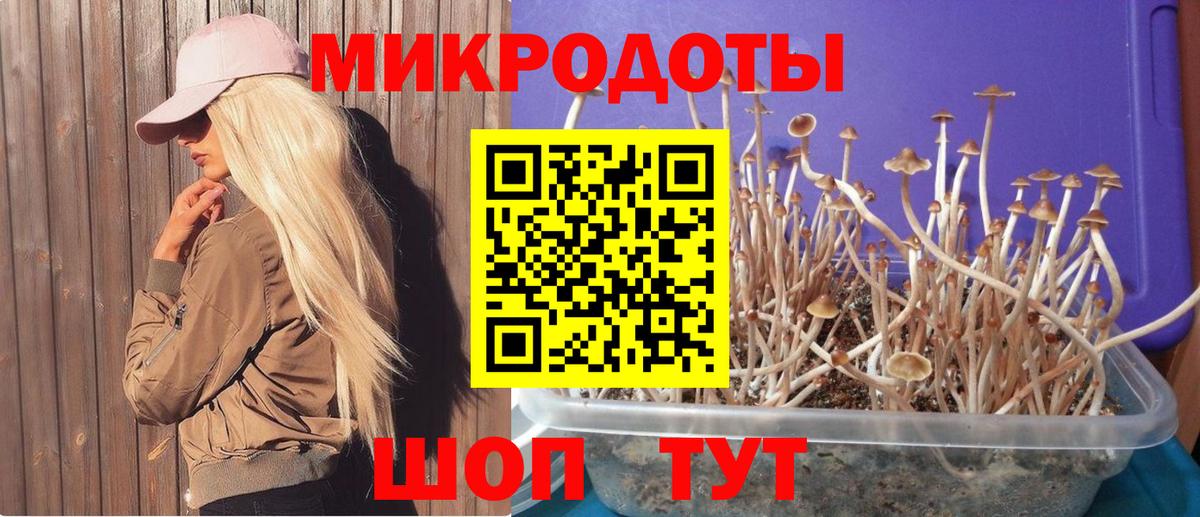 Канаш  Галлюциногенные грибы Psilocybine cubensis  Вход с VPN 